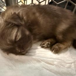 Lilac Shiranian - Brindle female Companion Cross puppy in Avoca, Michigan from Repurposed Paradise Farm