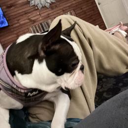 Halo - Boston Terrier