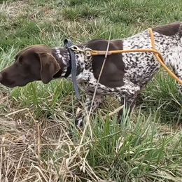Nova - German Shorthaired Pointer