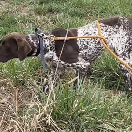 Nova - German Shorthaired Pointer