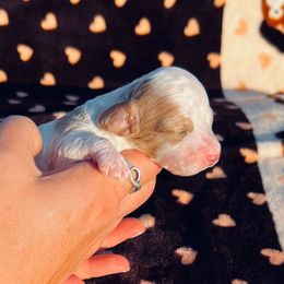 Marshal - Blenheim male Cavapoo puppy in Fort Worth, Texas from Creekwood Miniature Cavapoos