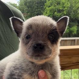 Fiddle - Blue male Australian Cattle Dog puppy in Devalls Bluff, Arkansas from Coolhand's Australian Cattle Dogs
