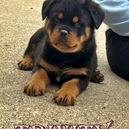 Pomsky, Rottweiler, Shetland Sheepdog, and Toy Shetland Sheepdog Puppies from Mountain High Kennels