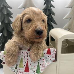 Kirk - Cream male Goldendoodle puppy in Alton, Missouri from Roberts Farm Doodles