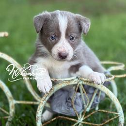 Lilac G- smooth - Lilac female Border Collie puppy in Nashville, Arkansas from Whisenhunt Farms