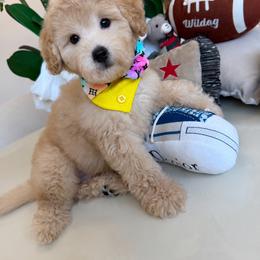 CODY - Champagne male Maltipoo puppy in Sugar Land, Texas from Celebrity Maltipoos