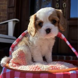 Beau - Blenheim male Cavalier King Charles Spaniel puppy in Gallatin, Tennessee from Kids and Canines