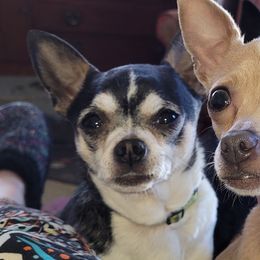 Olaf - Chihuahua