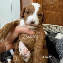Maple - Red  female Goldendoodle puppy in Gilbert, Arizona from Doodle Bliss
