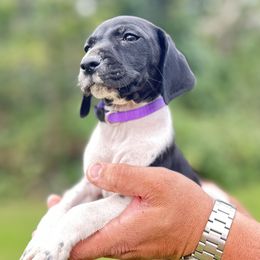 Holley - Black and white female German Shorthaired Pointer puppy in Six Mile, South Carolina from Proper Pointers