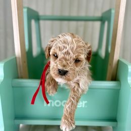 Red collar boy - Apricot male Poodle puppy in Crete, Illinois from Plum Valley Pups