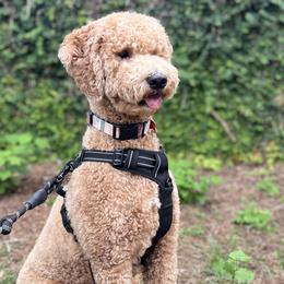 Goldendoodles and Labradoodles from Wilson Family Doodles LLC