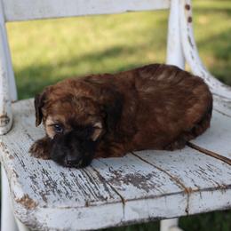 Preston - Wheaten male Whoodle puppy in West Bend, Iowa from Blue Skies Terriers