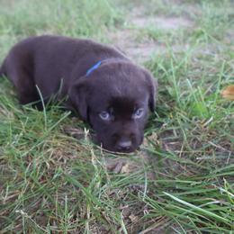 Holly - Chocolate female Labrador Retriever puppy in Camden, Indiana from Camden's Caring Canines