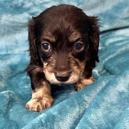 Foster - Black and cream male Dachshund puppy in Memphis, Tennessee from River City Doxies