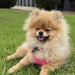 Pomeranian All Grown Up from J-Pom Lee's