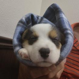 Cardigan Welsh Corgi Puppies from Victory Crown