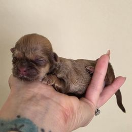 Ovelia - Liver female Shih Tzu puppy in Lancaster, Ohio from Wandering Tzu