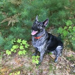 Markus - German Shepherd