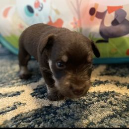 Miniature Schnauzer Puppies from Booms baby