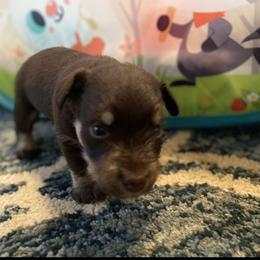 Miniature Schnauzer Puppies from Booms baby