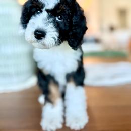 Prada - Black and white female Aussiedoodle puppy in Queen Creek, Arizona from Sunny Doodles