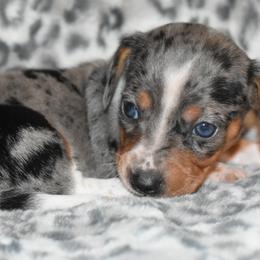 Autumn - Dapple female Dachshund puppy in Texas from Sparkles & Spurs Mini Dachshunds