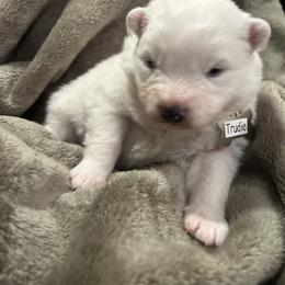 Trudie - White female Samoyed puppy in Atkinson, Nebraska from Sandhills Samoyeds