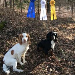 English Cocker Spaniels and Labrador Retrievers from Rosebriar Kennel