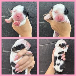 Light pink - Mahogany and white female Saint Bernard puppy in Ladysmith, Wisconsin from Northwoods Saint Bernards