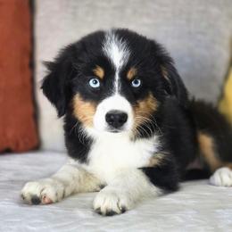 Macadamia - Black tri female Miniature Australian Shepherd puppy in Killen, Alabama from Wilkers Wholehearted Mini Aussies