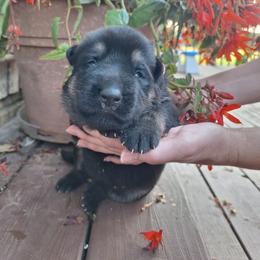 Pink Collar - Black and tan female German Shepherd puppy in Greensburg, Kentucky from Judds German Shepherds