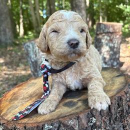 Where's Waldo - Apricot male Goldendoodle puppy in Camden, North Carolina from Oopsie Doodles of NC