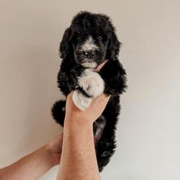 Debbie. - Black and white female Sheepadoodle puppy in Wabash, Indiana from DOODCompany
