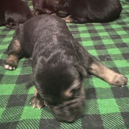 Raven - Black and red female German Shepherd puppy in Charlottesville, Virginia from AB_Elite_GSD