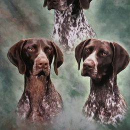 German Shorthaired Pointer All Grown Up from Siegervale German Shorthaired Pointers