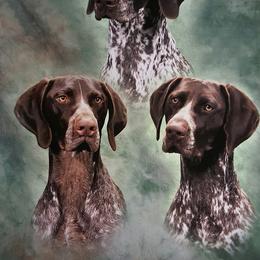 German Shorthaired Pointer All Grown Up from Siegervale German Shorthaired Pointers