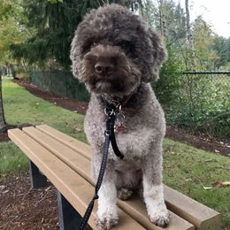 Molly - Lagotto Romagnolo