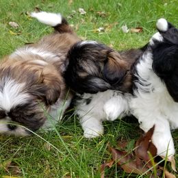 Shih Tzus from Country Blessed Shih Tzus