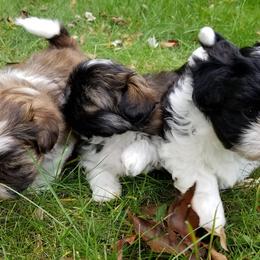 Shih Tzus from Country Blessed Shih Tzus