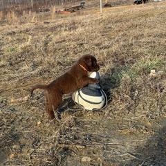 Chesapeake Bay Retriever Puppies from Soap Stone Ridge