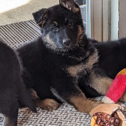 German Shepherd Puppies from Valley Shepherds LLC