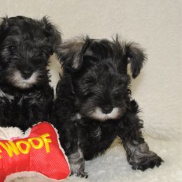 Miniature Schnauzers from Alpen Mini Schnauzers, Salt Lake City