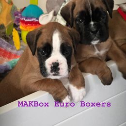 Boxer Puppies from MAKBOX Euro Boxers