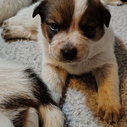 Wallace - Red speckled male Australian Cattle Dog puppy in Rogue River, Oregon from FullMoon Cattle Dogs