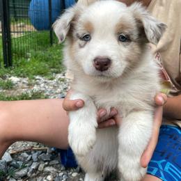 Poplar - Red merle male Australian Shepherd puppy in Belmont, Vermont from Pennyrile Australian Shepherds