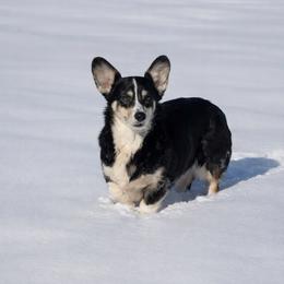 Violet - Pembroke Welsh Corgi