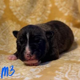 Boy 3 - male American Pit Bull Terrier puppy in Nine Mile Falls, Washington from Bartin Kennels