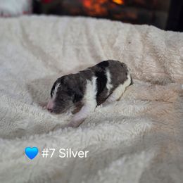 Silver - Parti male Poodle puppy in Osage Beach, Missouri from Pups Are Us