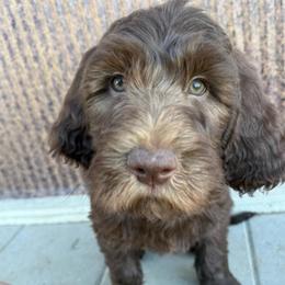 Jesse - Brown and white male Saint Berdoodle puppy in Beach, North Dakota from Badland St. Berdoodles LLC